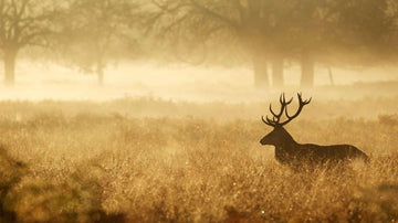 Top 10 Hunting Mistakes to Avoid: How to Hunt Smarter, Not Harder