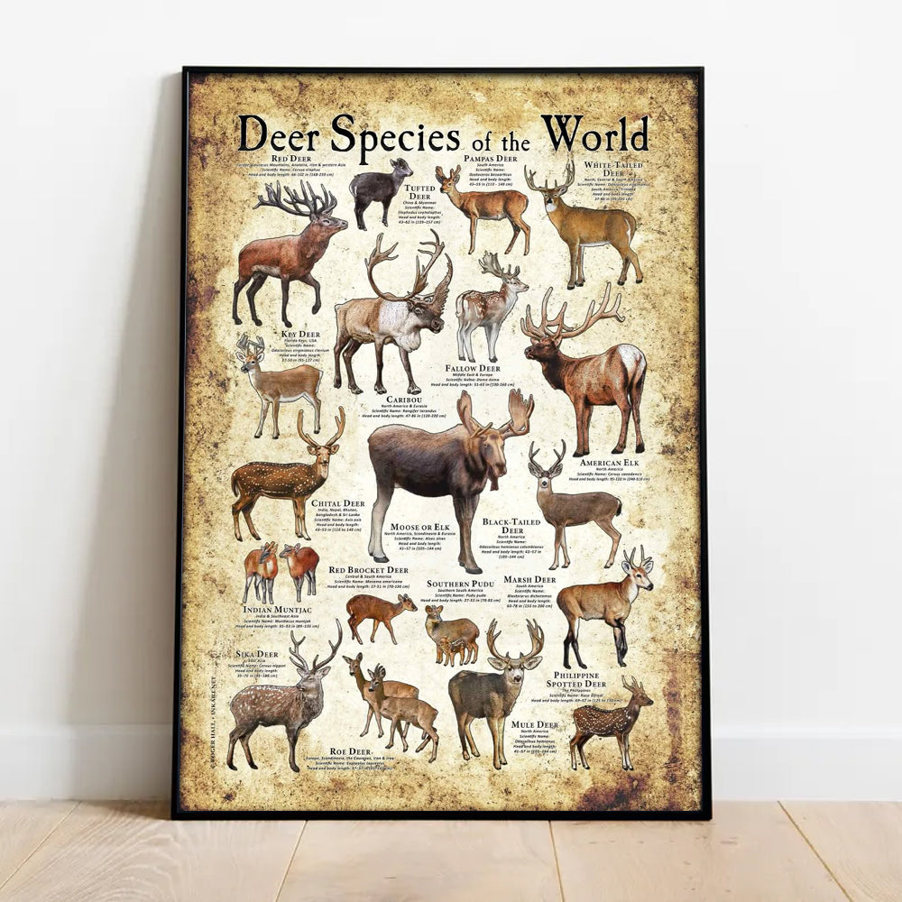 Deer Species of the World Poster Canvas - Guide for Hunting Enthusiasts, Featuring 20+ Deer Species