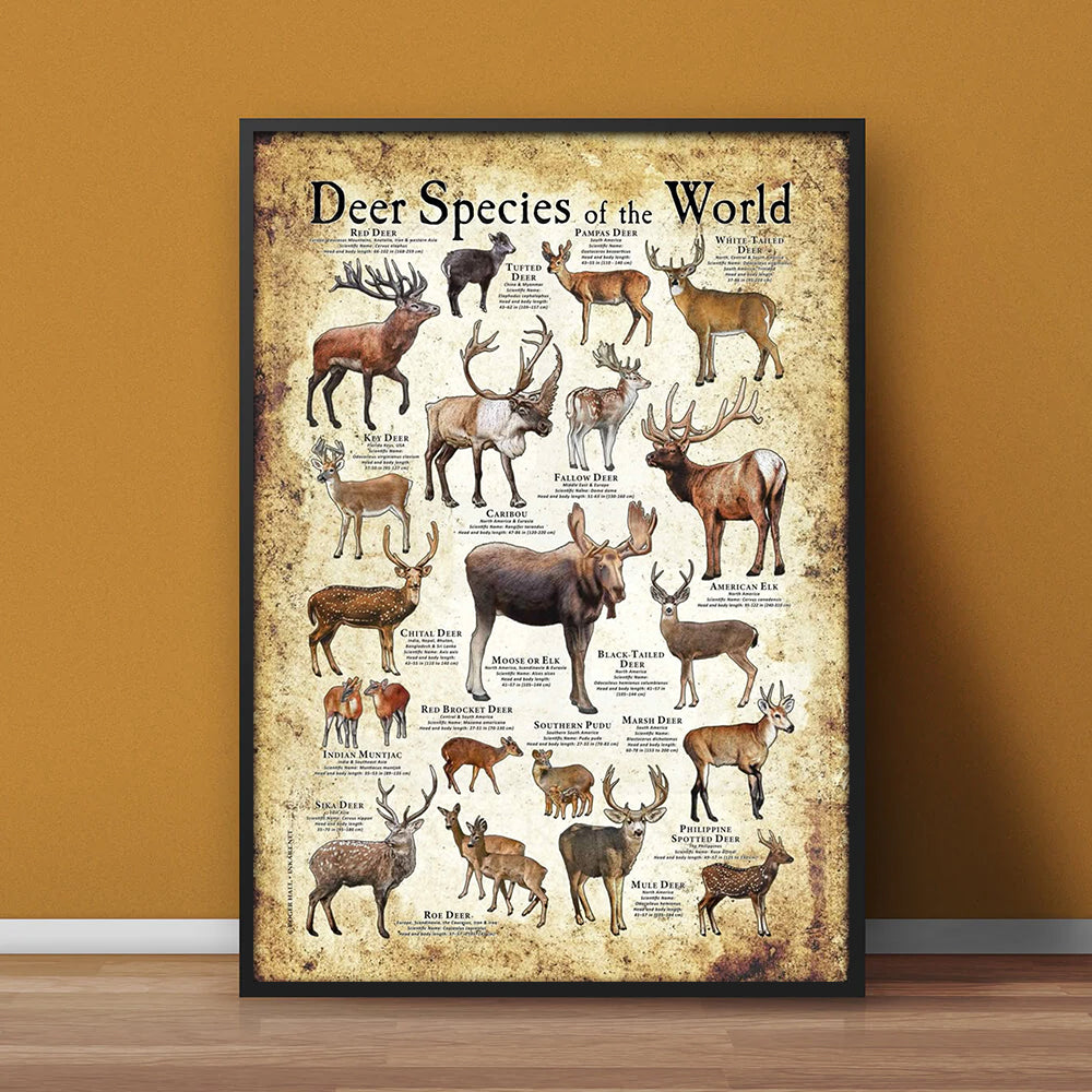 Deer Species of the World Poster Canvas - Guide for Hunting Enthusiasts, Featuring 20+ Deer Species