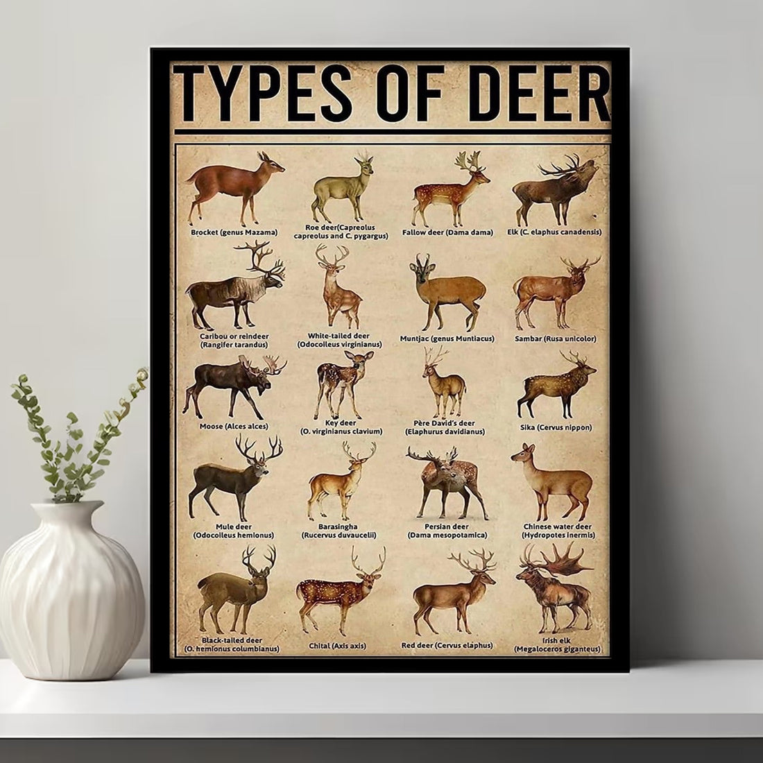 Types of Deer Canvas – Educational Deer Hunting Wall Art & Wildlife Guide, Perfect Decor for Hunters