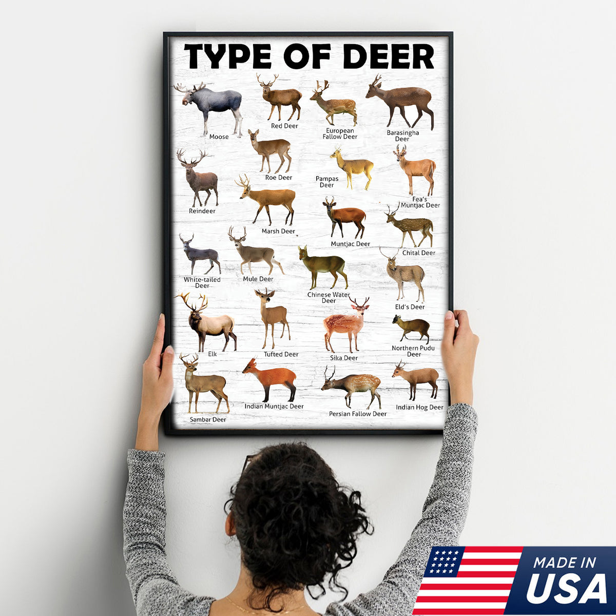 Deer Species Wall Art - Wildlife Educational Canvas - Hunting Lodge Decoration