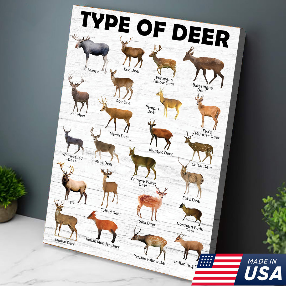 Deer Species Wall Art - Wildlife Educational Canvas - Hunting Lodge Decoration